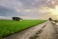 Dilapidated wooden house view surrounding with green paddy rice field Royalty Free Stock Photo