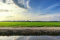 Dilapidated wooden house view surrounding with green paddy rice field Royalty Free Stock Photo