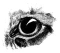 Dilated Cat Eye, vintage illustration