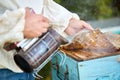 Diligent adult man beekeeper work with bee smoker in his apiary on bee farm Royalty Free Stock Photo