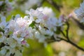 Diligent bees collect pollen