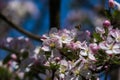 Diligent bees collect pollen