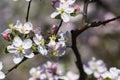 Diligent bees collect pollen