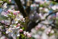 Diligent bees collect pollen