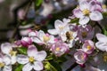 Diligent bees collect pollen