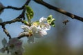 Diligent bees collect pollen