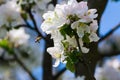 Diligent bees collect pollen