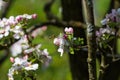 Diligent bees collect pollen