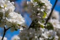 Diligent bees collect pollen