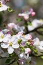 Diligent bees collect pollen