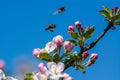 Diligent bees collect pollen