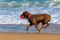 Diligent brown dog playing on the beach Royalty Free Stock Photo