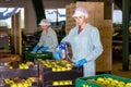 Female employee of fruit warehouse in uniform labeling fresh ripe apples in crates Royalty Free Stock Photo