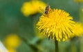 Diligent honeybee collecting pollen on yellow dandelion flower at springtime Royalty Free Stock Photo