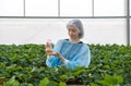 A diligent woman in isolation gown and hairnet holding Erlenmeyer flask with yellow chemical while working in indoor strawberries Royalty Free Stock Photo