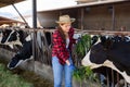 Young girl farmer feeding cows on dairy farm Royalty Free Stock Photo