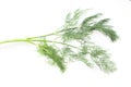 Dill