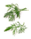 Dill Royalty Free Stock Photo