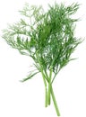 Dill