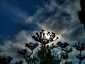 Dill Anethum graveolens is an annual herb in the celery family Apiaceae Royalty Free Stock Photo