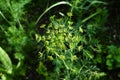 Dill Anethum graveolens is an annual herb in the celery family Apiaceae. Background with dill umbrella closeup. Garden plant. Royalty Free Stock Photo