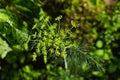 Dill Anethum graveolens is an annual herb in the celery family Apiaceae. Background with dill umbrella closeup. Garden plant. Royalty Free Stock Photo