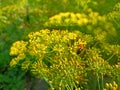 Dill (Anethum graveolens) is an annual herb in the celery family Apiaceae Royalty Free Stock Photo