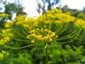 Dill Anethum graveolens is an annual herb in the celery family Apiaceae Royalty Free Stock Photo