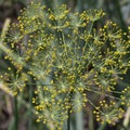 Dill Anethum graveolens is an annual herb in the celery family Apiaceae. It is the only species in the genus Anethum. Dill Royalty Free Stock Photo