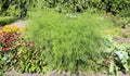 Dill Anethum graveolens is an annual herb in the celery family Apiaceae. Royalty Free Stock Photo