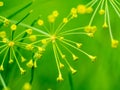 Dill, Anethum graveolens, close-up of buds and flowers of annual herb Royalty Free Stock Photo