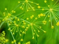Dill, Anethum graveolens, close-up of buds and flowers of annual herb Royalty Free Stock Photo