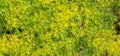 Dill Anethum graveolens Royalty Free Stock Photo