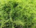 Dill Anethum graveolens Royalty Free Stock Photo