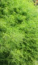 Dill Anethum graveolens Royalty Free Stock Photo