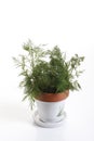 Dill (Anethum graveolens) in flower pot Royalty Free Stock Photo