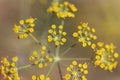 Dill Anethum graveolens flowers Royalty Free Stock Photo