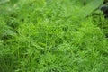 Dill Anethum graveolens