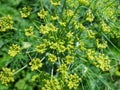 Dill flowers. yellow inflorescences of spicy grass on a natural green background. Royalty Free Stock Photo