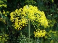 Dill flowers. yellow inflorescences of spicy grass on a natural green background. Royalty Free Stock Photo