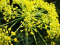 Dill flowers. yellow inflorescences of spicy grass on a natural green background. Royalty Free Stock Photo