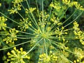 Dill flowers. yellow inflorescences of spicy grass on a natural green background. Royalty Free Stock Photo