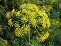 Dill flowers. yellow inflorescences of spicy grass on a natural green background. Royalty Free Stock Photo