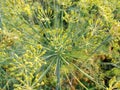 Dill flowers. yellow inflorescences of spicy grass on a natural green background. Royalty Free Stock Photo