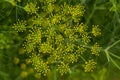 Dill or Anethum graveolens is a good herb for a vegetable garden Royalty Free Stock Photo