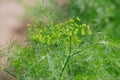 dill - Anethum graveolens