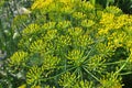 Dill Anethum graveolens grows in the garden Royalty Free Stock Photo