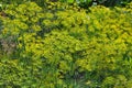 Dill Anethum graveolens grows in the garden