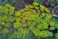 Dill (Anethum graveolens) grows in the garden Royalty Free Stock Photo