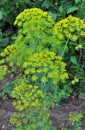 Dill (Anethum graveolens) grows in the garden Royalty Free Stock Photo